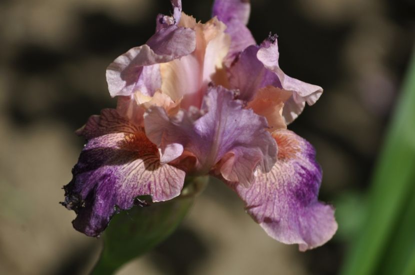 _DSC0370 - PRIMAVARA 2021_4