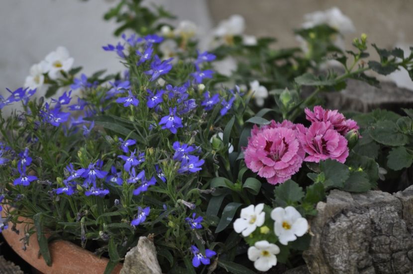 _DSC0372 - PRIMAVARA 2021_4