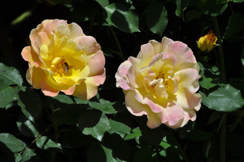 _DSC0373 - PRIMAVARA 2021_4