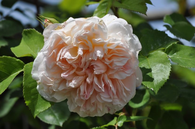 _DSC0379 - PRIMAVARA 2021_4