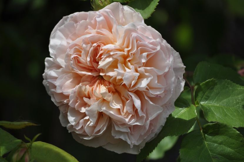 _DSC0380 - PRIMAVARA 2021_4