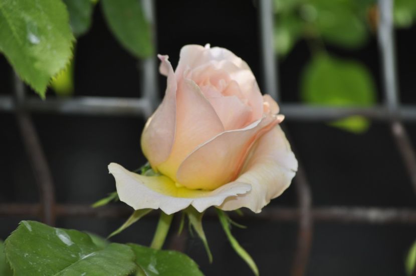 _DSC0383 - PRIMAVARA 2021_4