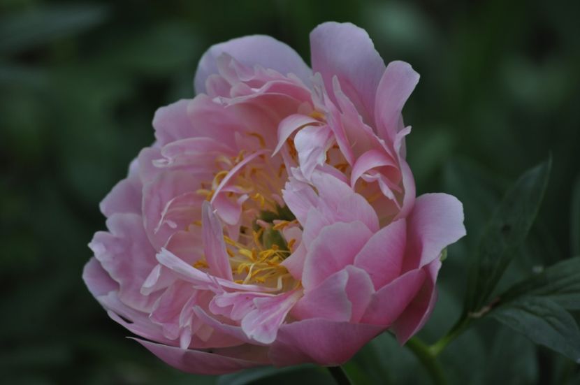 _DSC0388 - PRIMAVARA 2021_4