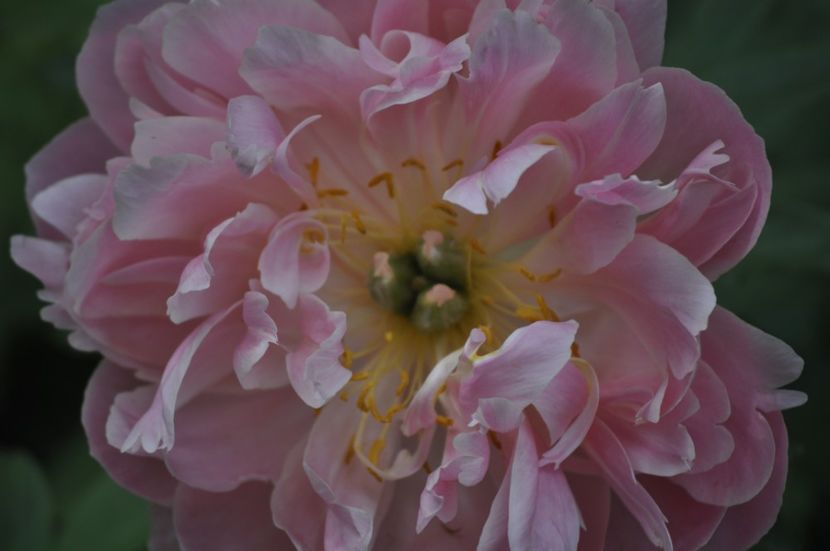 _DSC0389 - PRIMAVARA 2021_4