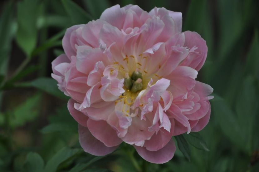 _DSC0392 - PRIMAVARA 2021_4