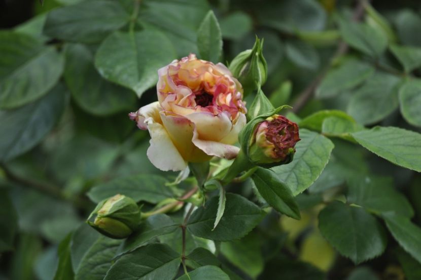 _DSC0394 - PRIMAVARA 2021_4