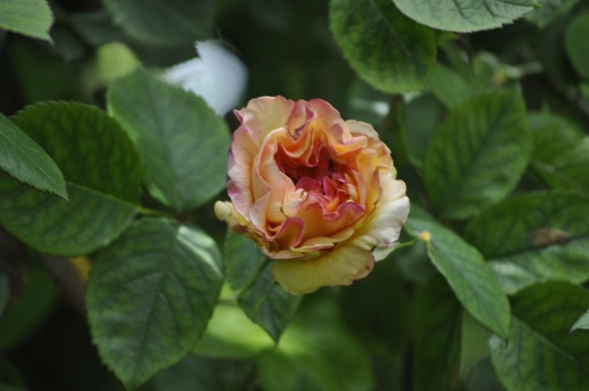 _DSC0395 - PRIMAVARA 2021_4