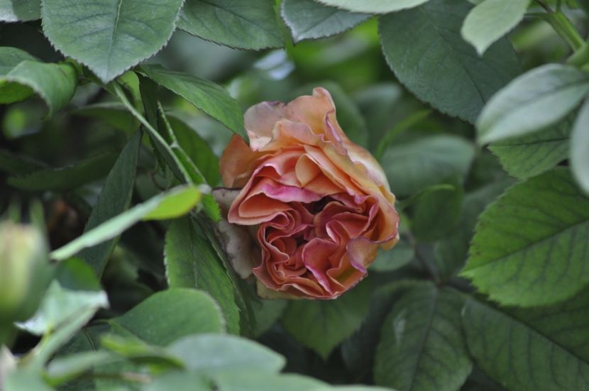 _DSC0397 - PRIMAVARA 2021_4