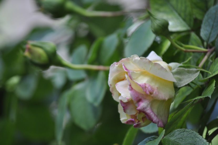 _DSC0398 - PRIMAVARA 2021_4