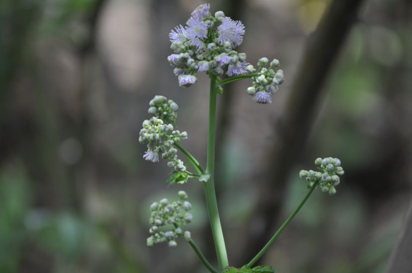 _DSC0399 - PRIMAVARA 2021_4