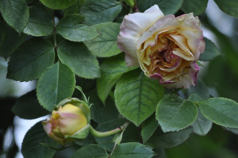 _DSC0401 - PRIMAVARA 2021_4