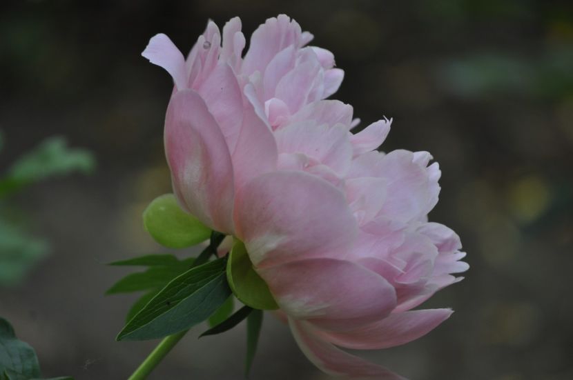 _DSC0405 - PRIMAVARA 2021_4