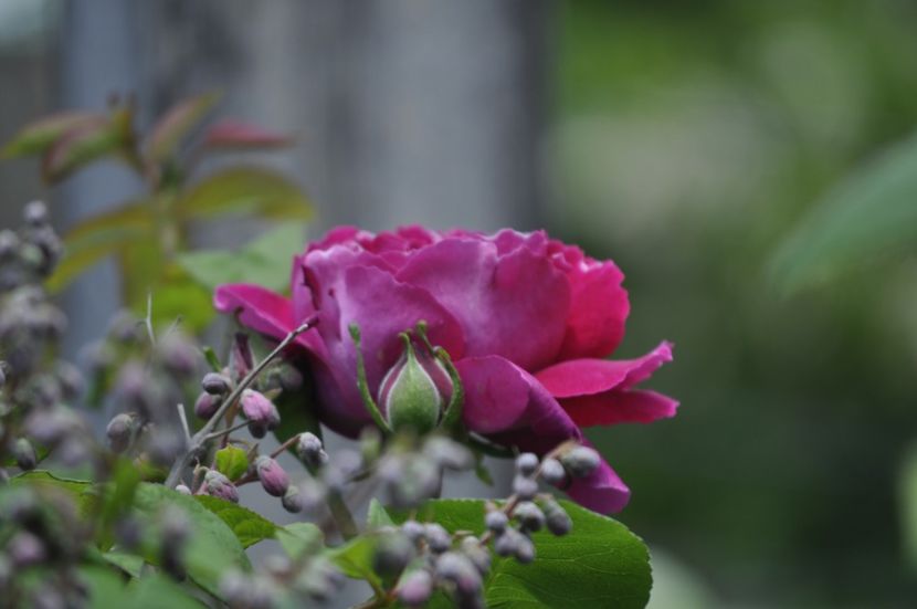 _DSC0406 - PRIMAVARA 2021_4