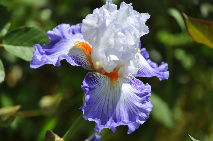 _DSC0407 - PRIMAVARA 2021_4