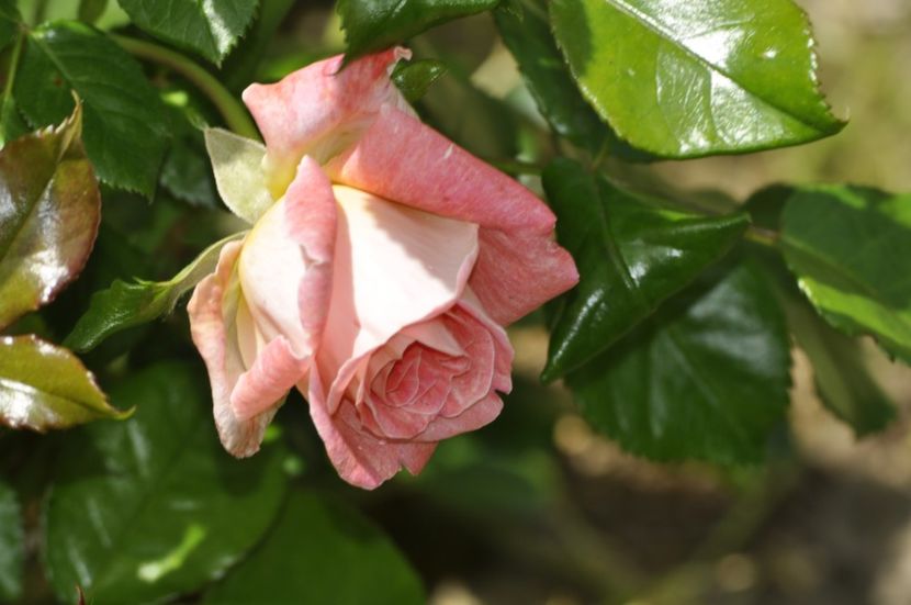 _DSC0410 - PRIMAVARA 2021_4