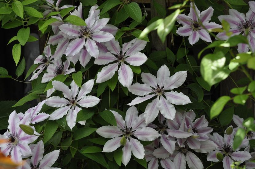 _DSC0411 - PRIMAVARA 2021_4