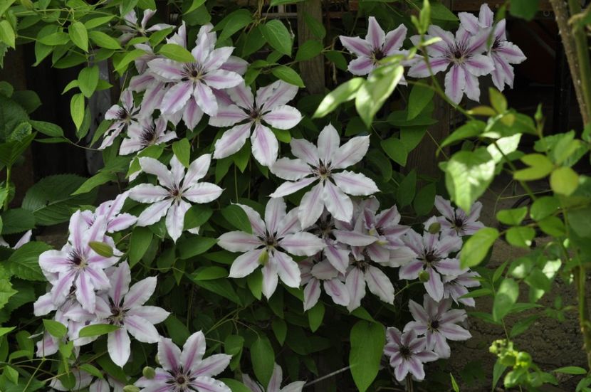 _DSC0412 - PRIMAVARA 2021_4