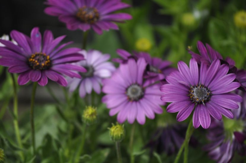 _DSC0413 - PRIMAVARA 2021_4