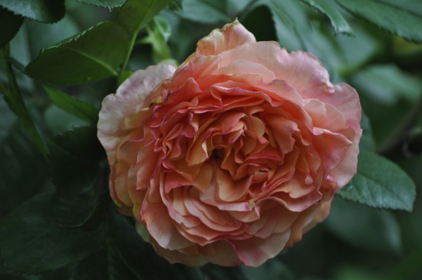 _DSC0013 - PRIMAVARA 2021_4