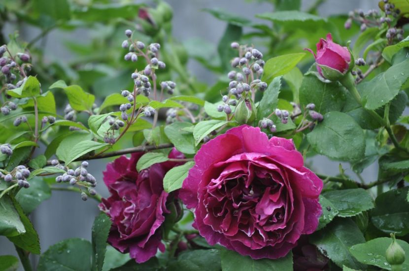 _DSC0015 - PRIMAVARA 2021_4