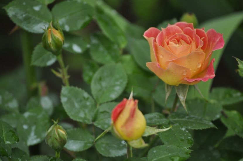 _DSC0021 - PRIMAVARA 2021_4