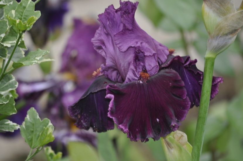 _DSC0028 - PRIMAVARA 2021_4