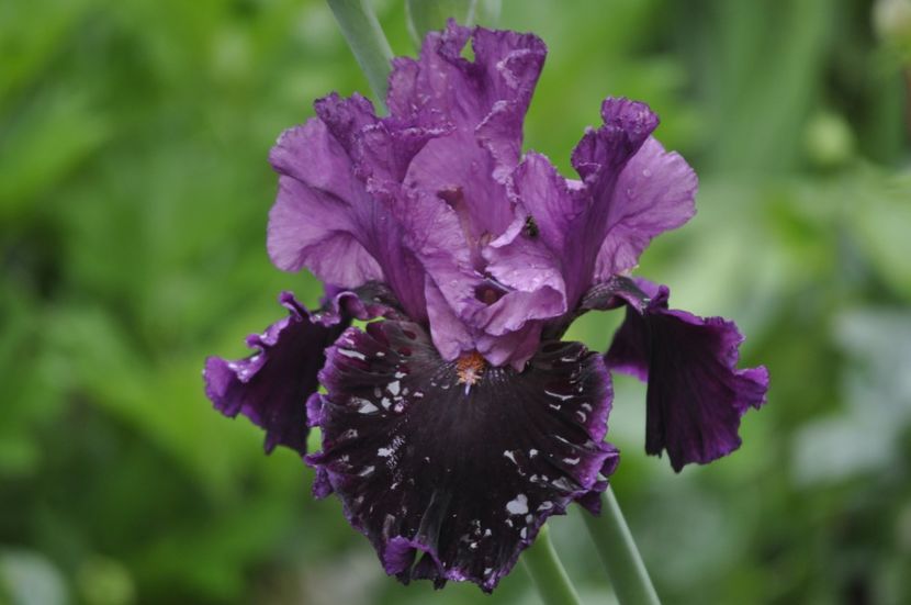 _DSC0032 - PRIMAVARA 2021_4