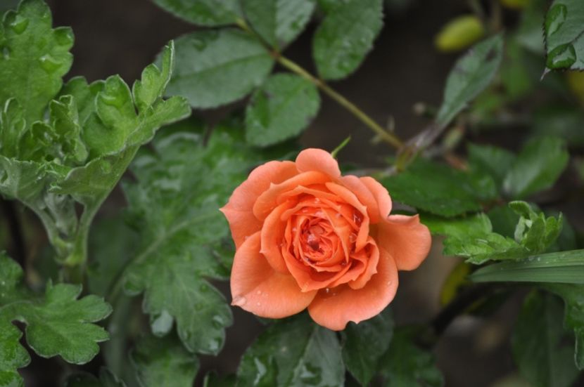 _DSC0034 - PRIMAVARA 2021_4