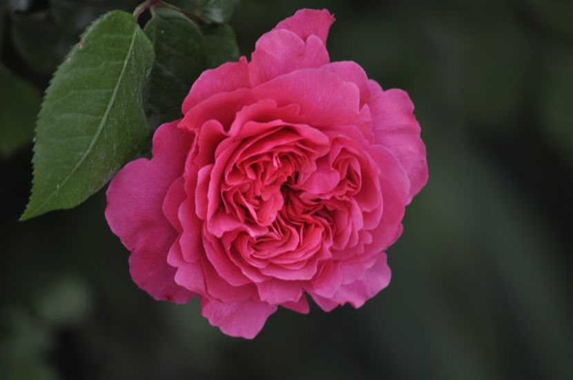 _DSC0050 - PRIMAVARA 2021_4