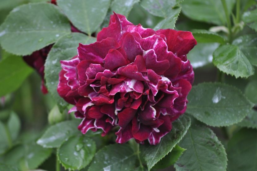 _DSC0063 - PRIMAVARA 2021_4