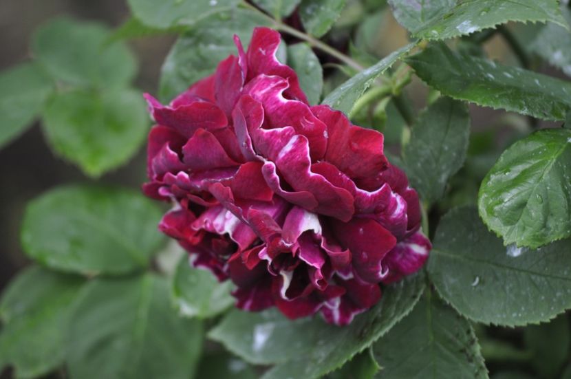 _DSC0064 - PRIMAVARA 2021_4