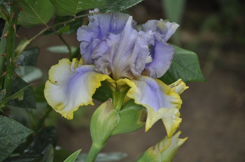 _DSC0071 - PRIMAVARA 2021_4