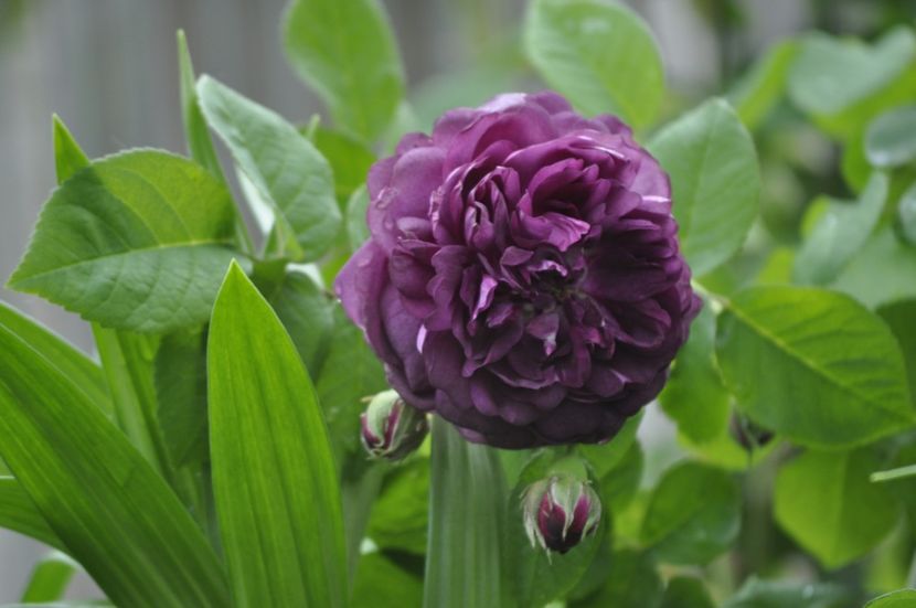 _DSC0079 - PRIMAVARA 2021_4