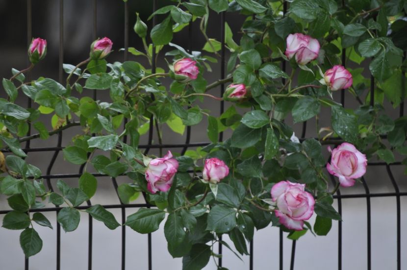 _DSC0084 - PRIMAVARA 2021_4