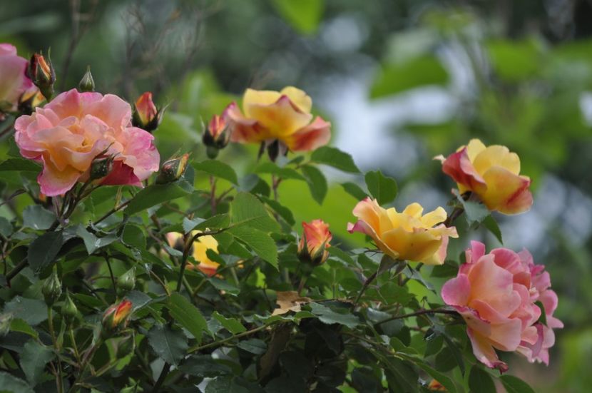 _DSC0092 - PRIMAVARA 2021_4