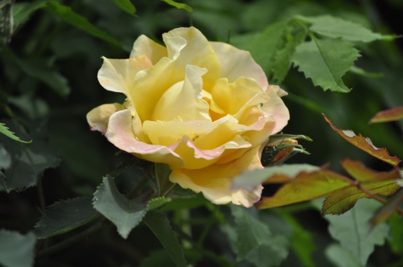 _DSC0094 - PRIMAVARA 2021_4