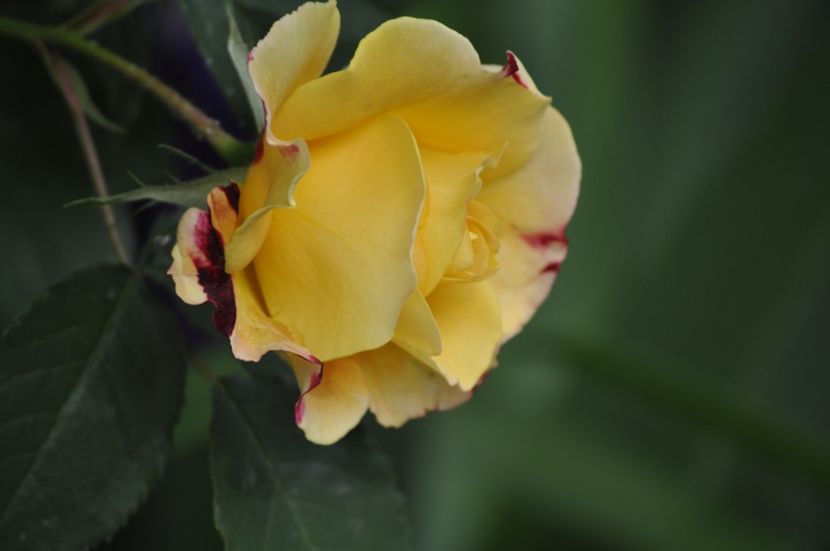 _DSC0095 - PRIMAVARA 2021_4