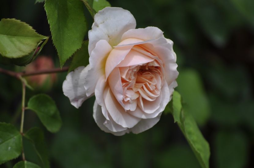 _DSC0099 - PRIMAVARA 2021_4