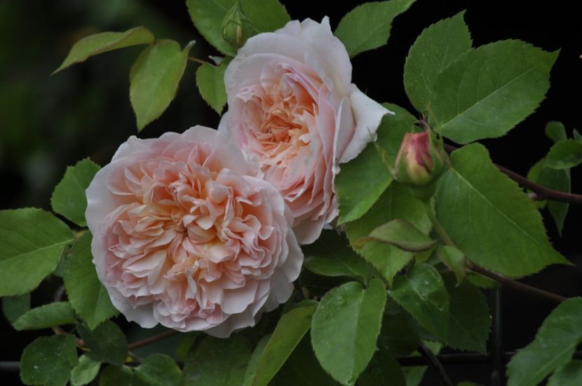 _DSC0104 - PRIMAVARA 2021_4