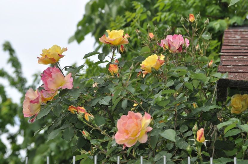 _DSC0105 - PRIMAVARA 2021_4