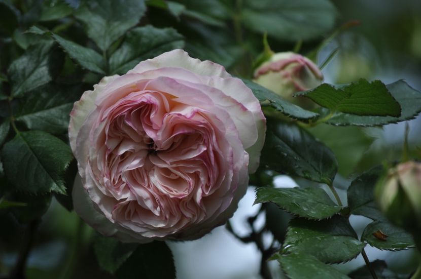 _DSC0109 - PRIMAVARA 2021_4