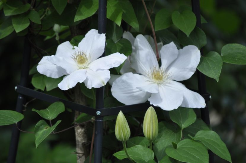 _DSC0117 - PRIMAVARA 2021_4