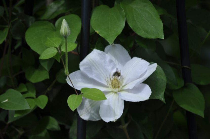 _DSC0118 - PRIMAVARA 2021_4