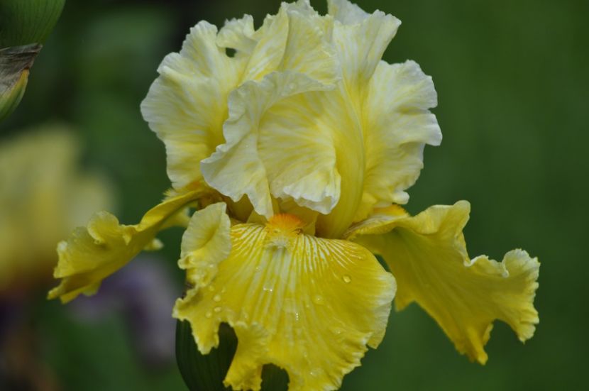 _DSC0120 - PRIMAVARA 2021_4