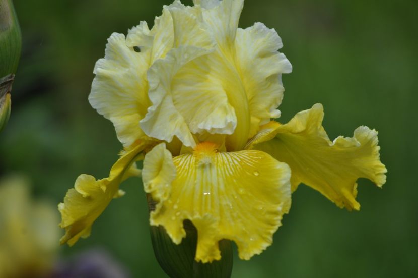 _DSC0123 - PRIMAVARA 2021_4