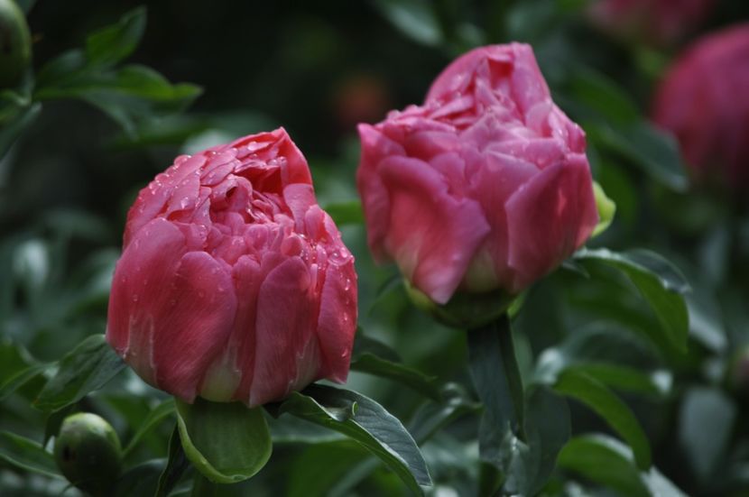 _DSC0127 - PRIMAVARA 2021_4