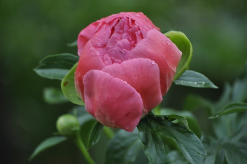 _DSC0129 - PRIMAVARA 2021_4