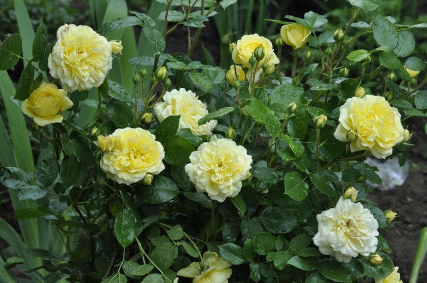 _DSC0130 - PRIMAVARA 2021_4