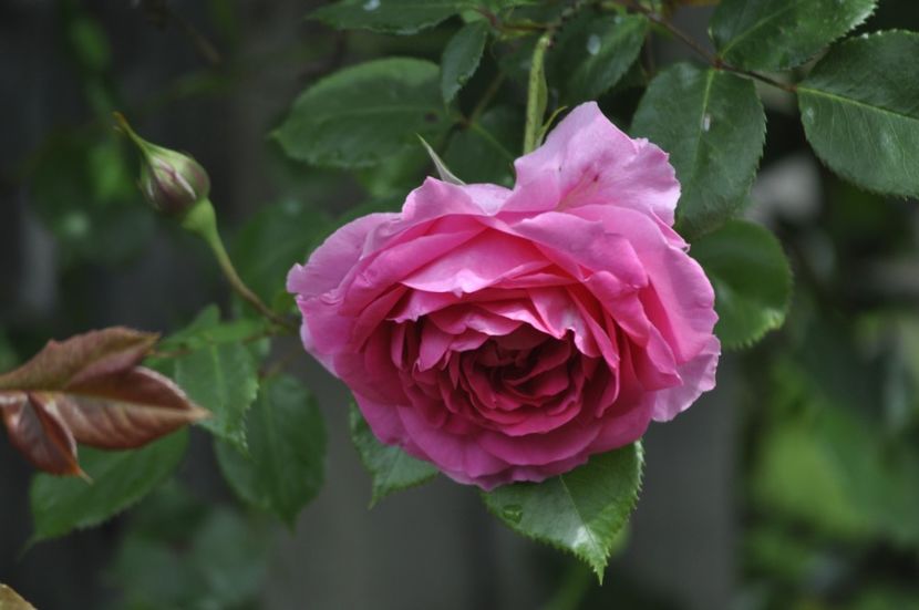 _DSC0133 - PRIMAVARA 2021_4