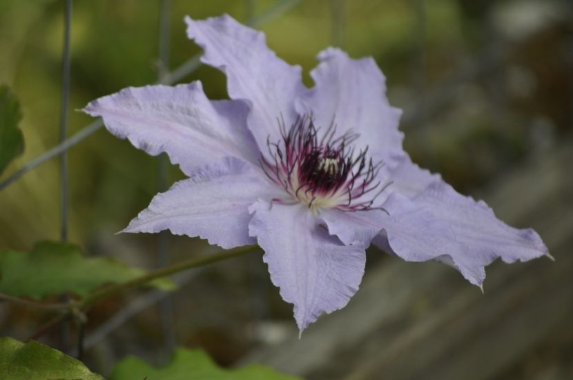 _DSC0148 - PRIMAVARA 2021_4